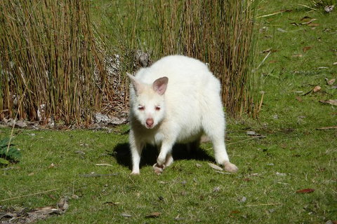4-Day Fabulous Tasmania Tour: Wineglass Bay, Port Arthur, Devils & Bruny Island - Taree Accommodation 2