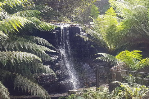 Mt. Wellington Morning Hike + Afternoon Beer & History Walk - Taree Accommodation 16
