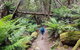 Mt. Wellington Morning Hike + Afternoon Beer & History Walk - thumb 7