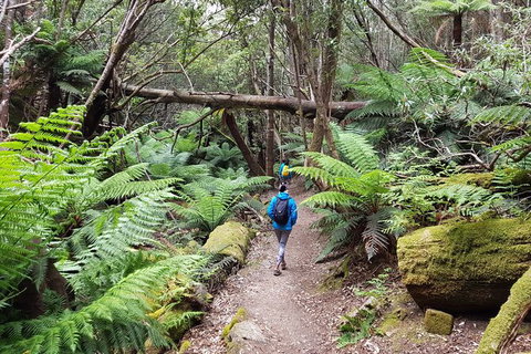 Mt. Wellington Morning Hike + Afternoon Beer & History Walk - Taree Accommodation 7