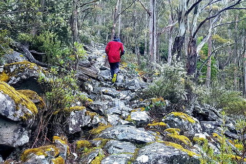 Mt. Wellington Morning Hike + Afternoon Beer & History Walk - Taree Accommodation 8
