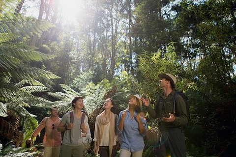Full-Day Great Ocean Road And 12 Apostles Tour From Melbourne - Taree Accommodation 4