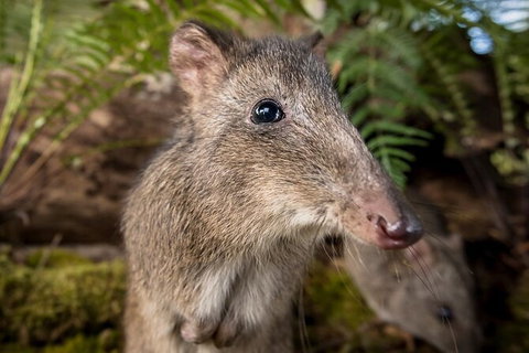 Walk With Wildlife: Guided Tour In Great Ocean Road - Taree Accommodation 1