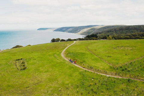 Walk With Wildlife: Guided Tour In Great Ocean Road - Taree Accommodation 3