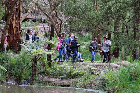 Walk With Wildlife: Guided Tour In Great Ocean Road - Taree Accommodation 4