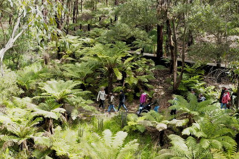 Walk With Wildlife: Guided Tour In Great Ocean Road - Taree Accommodation 6