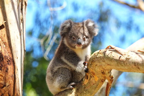 Walk With Wildlife: Guided Tour In Great Ocean Road - Taree Accommodation 2