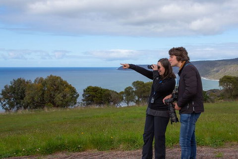 Walk With Wildlife: Guided Tour In Great Ocean Road - Taree Accommodation 5