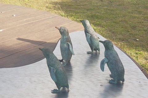 Phillip Island Penguin And Wildlife Tour - Taree Accommodation 14