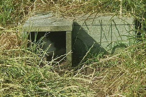 Phillip Island Penguin And Wildlife Tour - Taree Accommodation 11