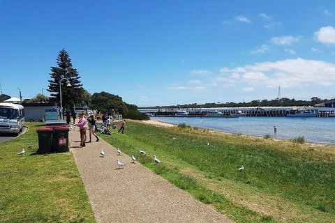Phillip Island Penguin And Wildlife Tour - Taree Accommodation 25