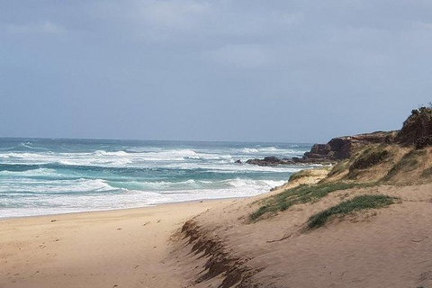 Phillip Island Penguin And Wildlife Tour - Taree Accommodation 10