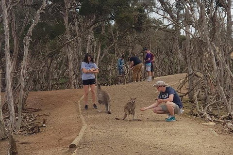 Phillip Island Penguin And Wildlife Tour - Taree Accommodation 34