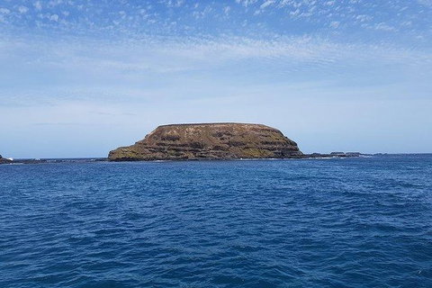 Phillip Island Penguin And Wildlife Tour - Taree Accommodation 17