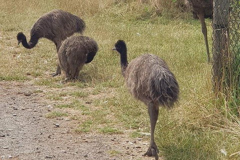 Phillip Island Penguin And Wildlife Tour - Taree Accommodation 32