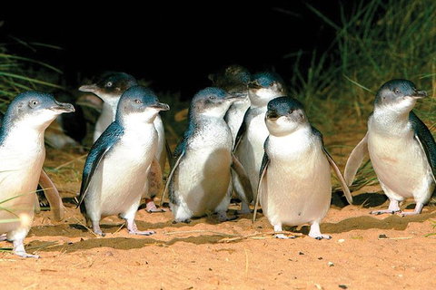 Phillip Island Penguin And Wildlife Tour - Taree Accommodation 0
