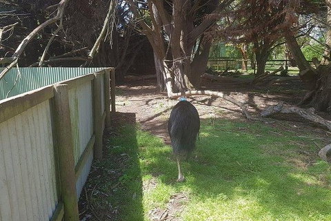 Phillip Island Penguin And Wildlife Tour - Taree Accommodation 5