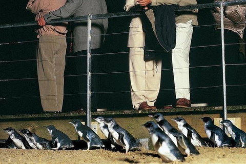 Phillip Island Penguin And Wildlife Tour - Taree Accommodation 20