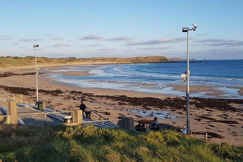 Phillip Island Penguin And Wildlife Tour - Taree Accommodation 8