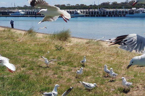 Phillip Island Penguin And Wildlife Tour - Taree Accommodation 1