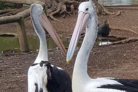 Phillip Island Penguin And Wildlife Tour - Taree Accommodation 6