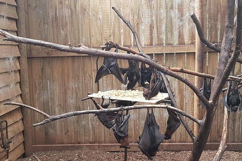 Phillip Island Penguin And Wildlife Tour - Taree Accommodation 31