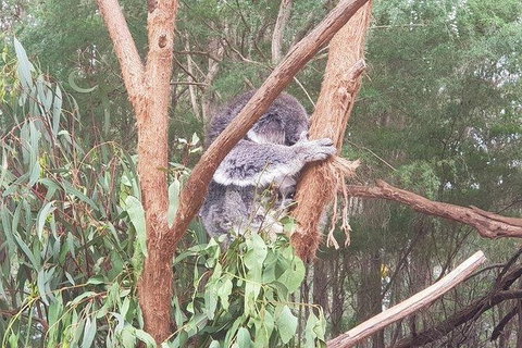 Phillip Island Penguin And Wildlife Tour - Taree Accommodation 16