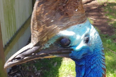 Phillip Island Penguin And Wildlife Tour - Taree Accommodation 19
