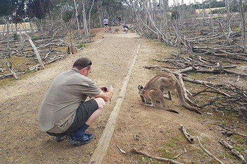Phillip Island Penguin And Wildlife Tour - Taree Accommodation 30