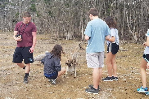Phillip Island Penguin And Wildlife Tour - Taree Accommodation 3