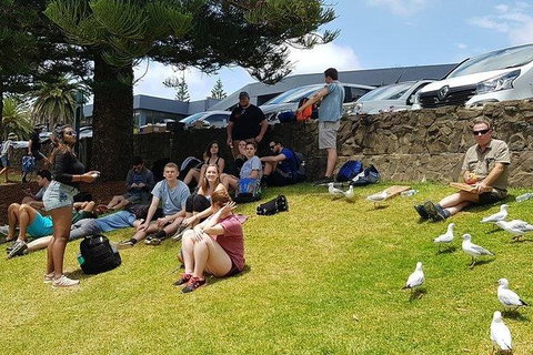 Phillip Island Penguin And Wildlife Tour - Taree Accommodation 22