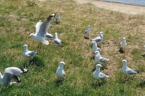 Phillip Island Penguin And Wildlife Tour - Taree Accommodation 9