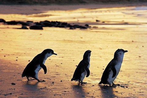 Phillip Island Penguin And Wildlife Tour - Taree Accommodation 13