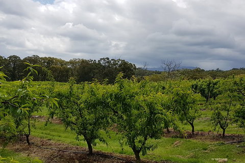 Day Tour Of Yarra Valley Puffing Billy And Rayners Orchard - Taree Accommodation 42