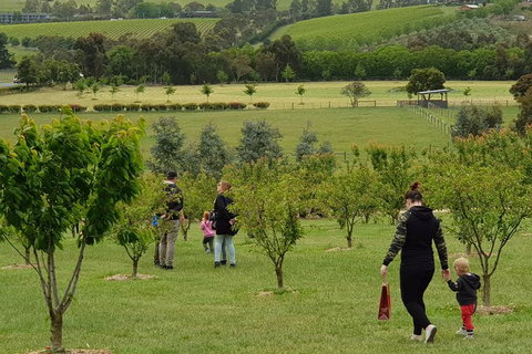 Day Tour Of Yarra Valley Puffing Billy And Rayners Orchard - Taree Accommodation 36