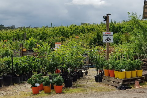 Day Tour Of Yarra Valley Puffing Billy And Rayners Orchard - Taree Accommodation 46
