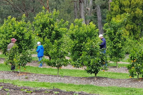 Day Tour Of Yarra Valley Puffing Billy And Rayners Orchard - Taree Accommodation 1