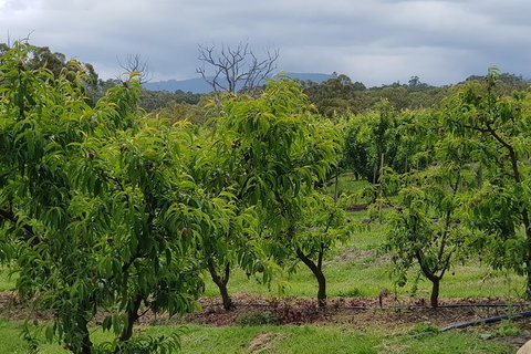 Day Tour Of Yarra Valley Puffing Billy And Rayners Orchard - Taree Accommodation 41