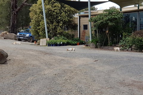 Day Tour Of Yarra Valley Puffing Billy And Rayners Orchard - Taree Accommodation 26