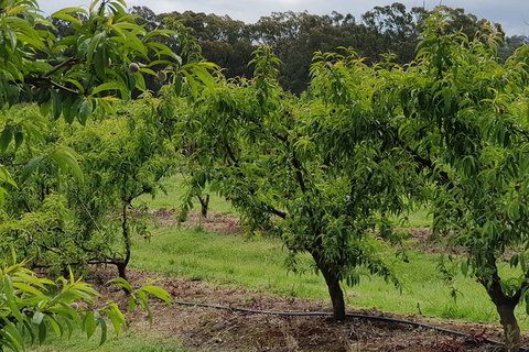 Day Tour Of Yarra Valley Puffing Billy And Rayners Orchard - Taree Accommodation 49