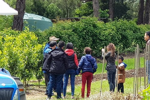 Day Tour Of Yarra Valley Puffing Billy And Rayners Orchard - Taree Accommodation 16