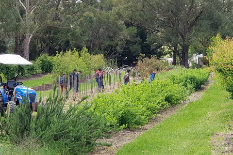 Day Tour Of Yarra Valley Puffing Billy And Rayners Orchard - Taree Accommodation 29