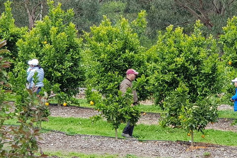 Day Tour Of Yarra Valley Puffing Billy And Rayners Orchard - Taree Accommodation 34