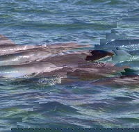 Cruise  a Winery or Brewery scenic tour - Taree Accommodation