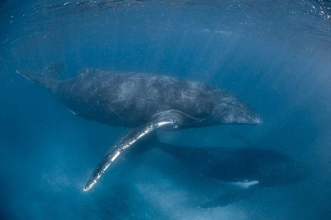 Full-Day Whale Watching Snorkeling And Swimming At Coral Bay - Taree Accommodation 6