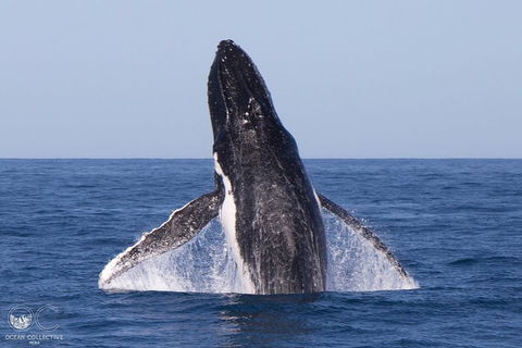 Full-Day Whale Watching Snorkeling And Swimming At Coral Bay - Taree Accommodation 0