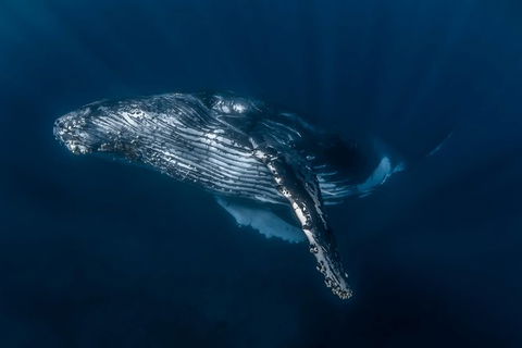 Full-Day Whale Watching Snorkeling And Swimming At Coral Bay - Taree Accommodation 7