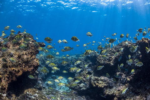 Full-Day Whale Watching Snorkeling And Swimming At Coral Bay - Taree Accommodation 1