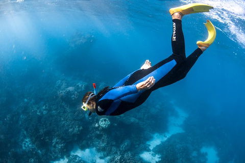 Full-Day Whale Watching Snorkeling And Swimming At Coral Bay - Taree Accommodation 2