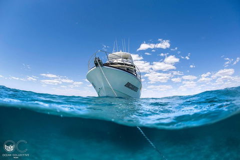 Full-Day Whale Watching Snorkeling And Swimming At Coral Bay - Taree Accommodation 3